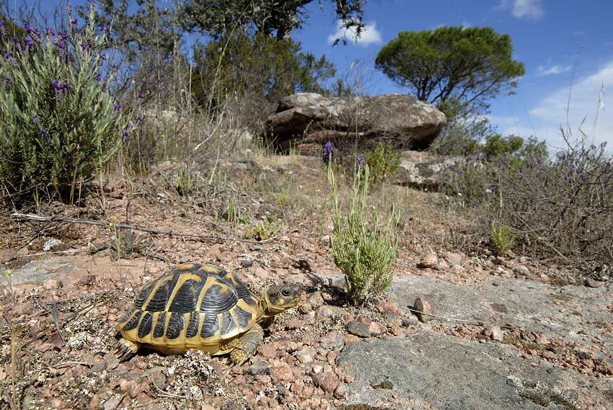 Quelle est la véritable surface du domaine vital des Tortues d'Hermann ? »  - CEN Paca