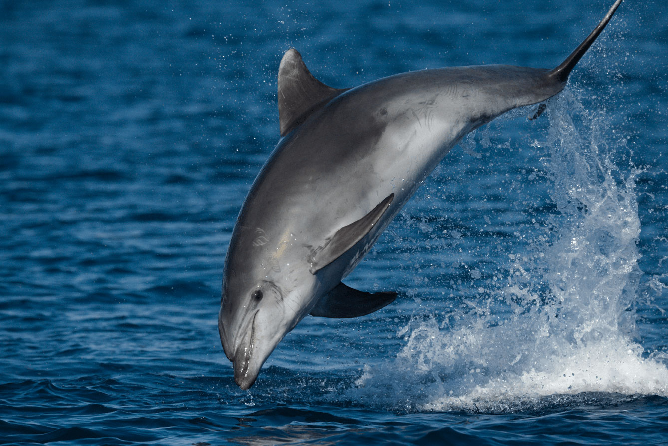 TURSMED 2 : Mieux connaître le Grand dauphin en Méditerranée pour mieux le  protéger