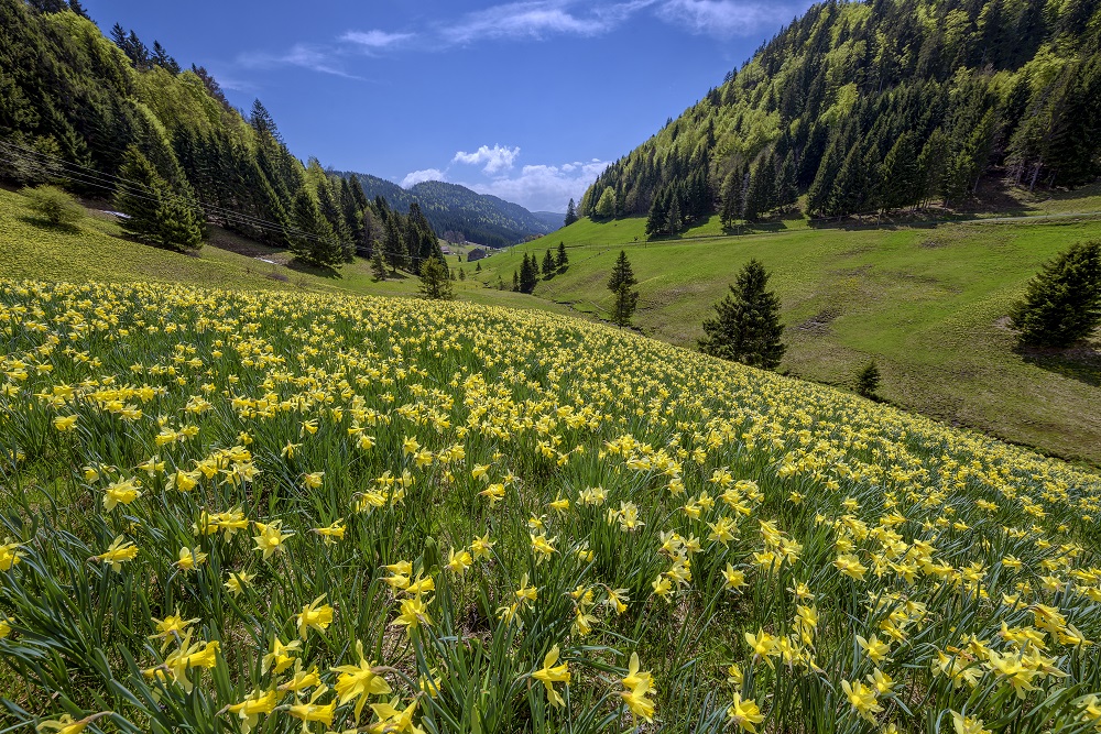 Floraison massive de Jonquilles (Narcissus pseudonarcissus), La Pesse, Jura, France. Crédits : Jean-Philippe Delobelle / Biosphoto