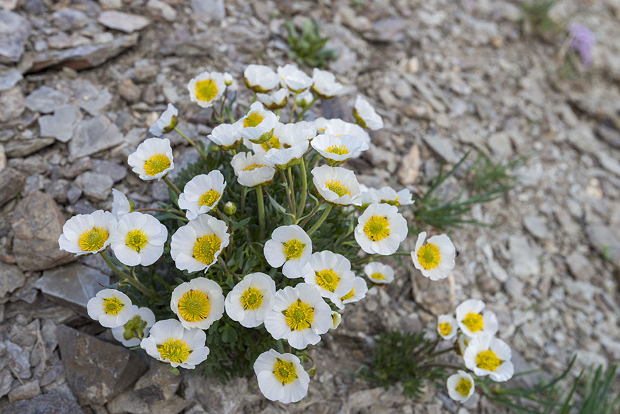 Renoncule des glaciers en fleurs dans les Alpes. Crédits :  Jean-Paul Chatagnon / Biosphoto