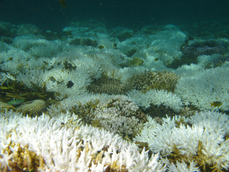 Blanchissement corallien, un phénomène de dépérissement des coraux : lorsqu'ils sont stressés, les coraux expulsent leurs algues symbiotiques, perdent leur couleur et blanchissent. Crédit photo : Julien Wickel / Lagonia