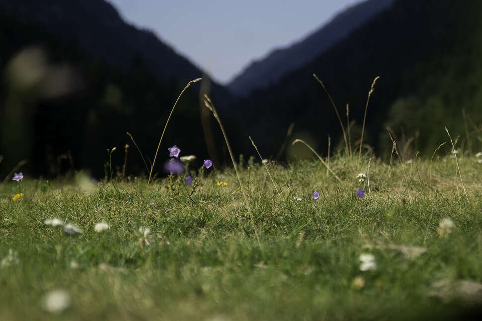 Fleur clochette violette. Crédit photo : Claude Bourdon / OFB