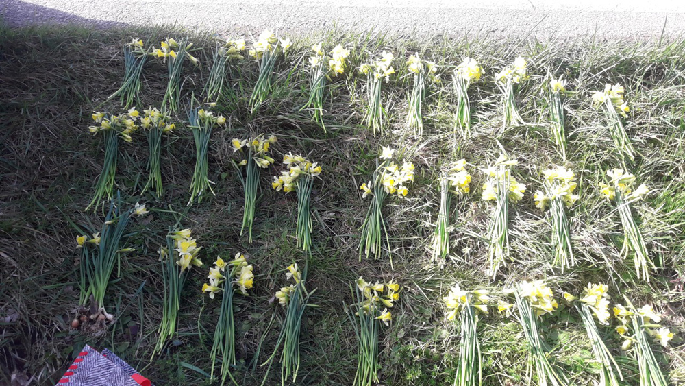 Cueillir Moins De Jonquilles Pour Proteger La Flore Iseroise