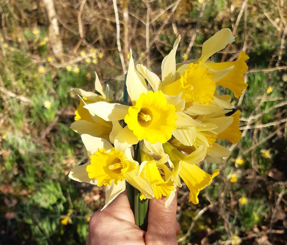 Cueillir Moins De Jonquilles Pour Proteger La Flore Iseroise