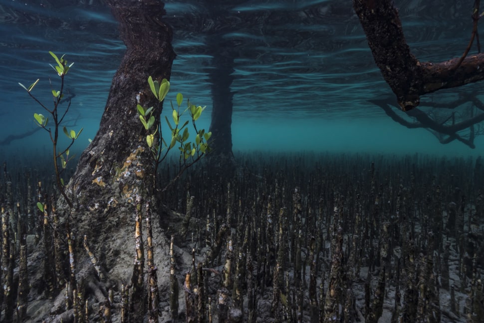 Les mangroves de Mayotte couvrent plus de 700 hectares et comptent sept espèces de palétuviers. Crédit photo : Alexis Rosenfeld / Divergence Image