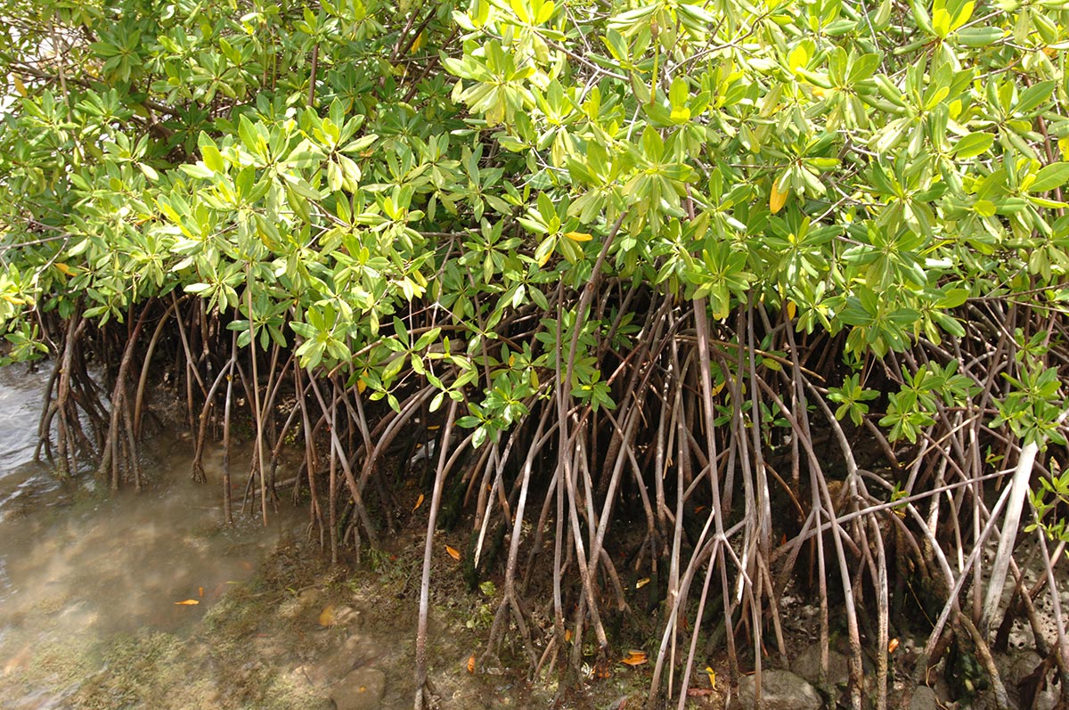 Palétuviers dans la mangrove. Crédit photo : Henri Salomon