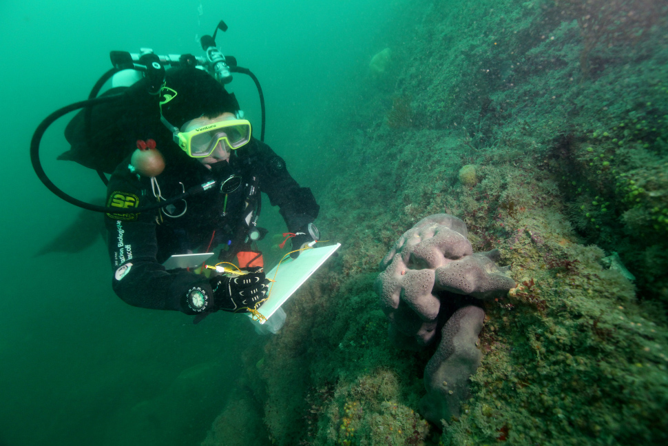 Plongeur effectuant un suivi scientifique sur le site Natura 2000 de la baie de Morlaix : il s'attarde sur une éponge fesse d'éléphant (Pachymatisma johnstonia). Crédit photo : Wilfried Thomas / OFB