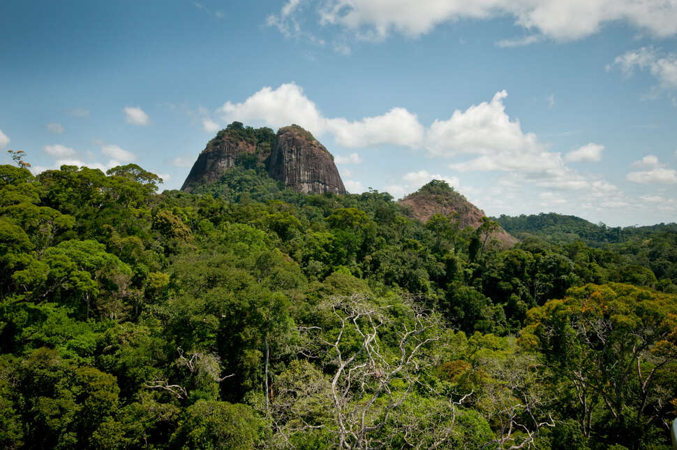 Vue de la forêt amazonienne. Crédit photo : Guillaume Feuillet / Parc amazonien de Guyane