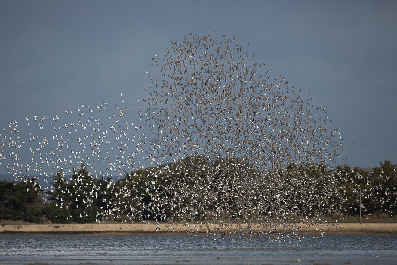 Vol d’oiseaux dans la réserve nationale de chasse et de faune sauvage du golfe du Morbihan. Crédit photo : Hellio & Van Ingen