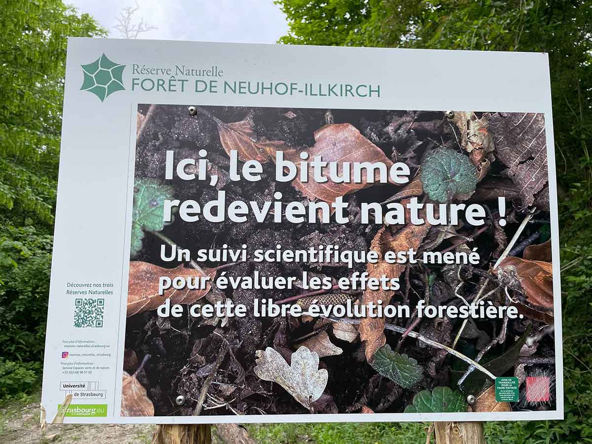 Renaturation de voiries forestières dans la réserve naturelle nationale de Strasbourg-Neuhof / Illkirch-Graffenstaden. Crédit photo : Estelle Pichenot