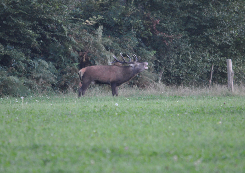 Brame du cerf  l'éclairage des animaux est interdit