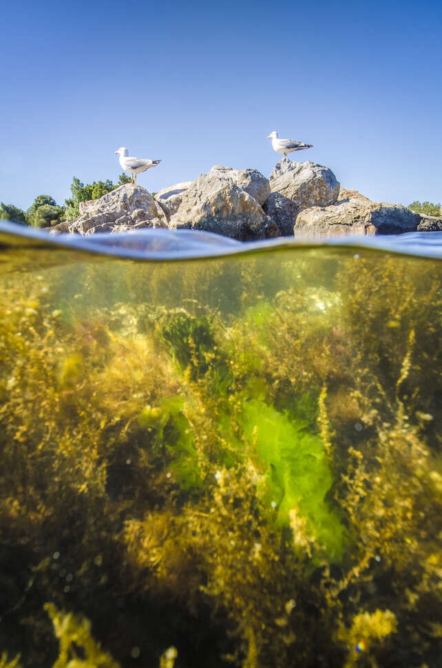 Sargasses et laitues de mer (Ulva lactuca) des lagunes méditerranéennes avec goélands leucophées (Larus michahellis) en arrière plan. Crédits : Yannick Gouguenheim / Office français de la biodiversité.