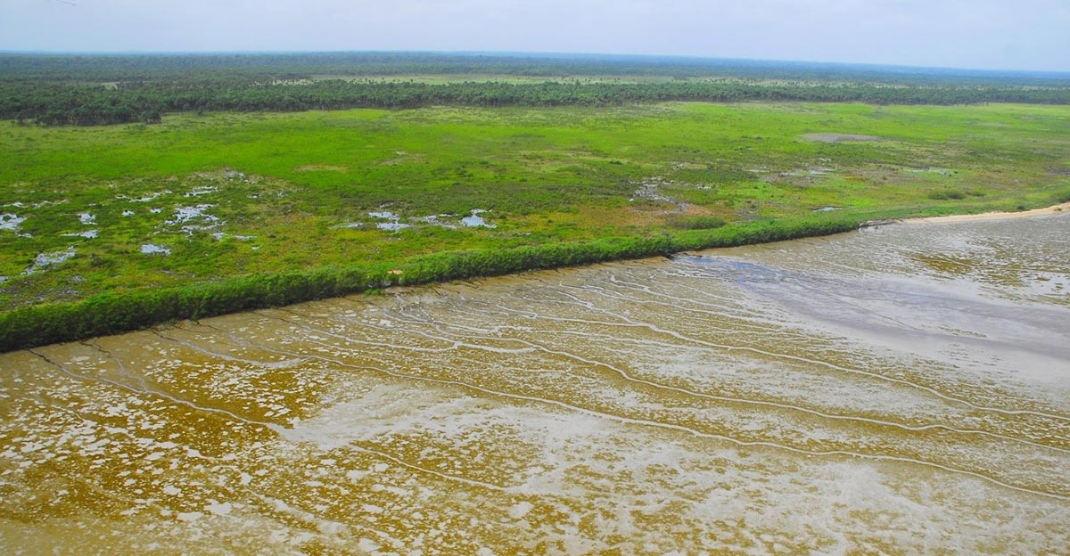 Portion de littoral (vasière, mangrove, zone humide). Crédit photo : Office français de la biodiversité