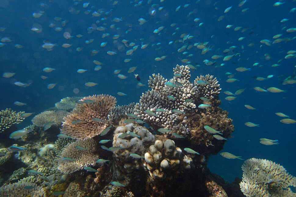 Les récifs coralliens sont extraordinaires en termes de biodiversité : ils abritent 25% des espèces marines de la planète alors qu’ils recouvrent seulement 1 % des fonds sous-marins. Crédit : Julie Molinier