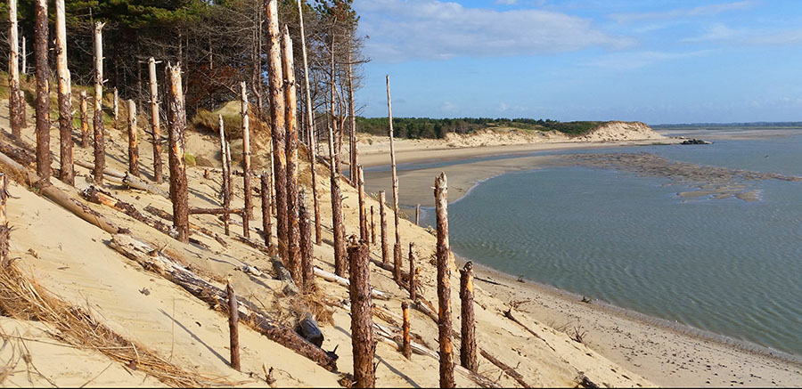 Erosion côtière, le courant marin envahit la dune de quelques mètres chaque année, emportant la forêt jusqu'à la mer. Crédits : Antoine Lorgnier / Biosphoto