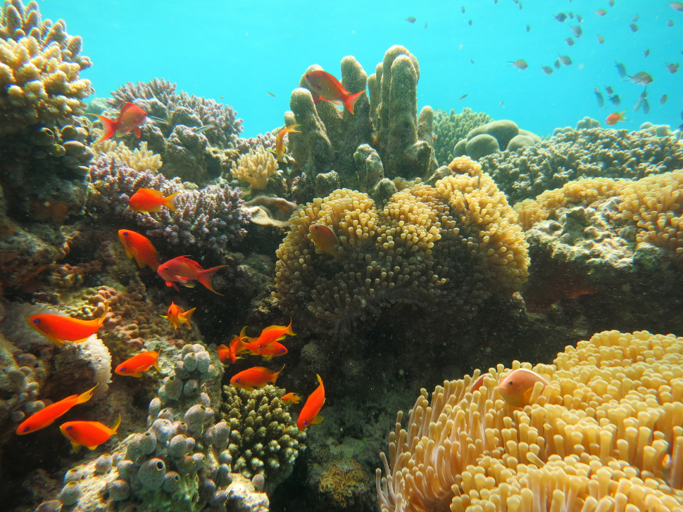 Profusion de vie et diversité corallienne de la Passe en S, un spot de plongée sous-marine réputé de l'île. Ici sur le récif : poissons anthias (Anthias sp.) et anémones magnifiques (Heteractis magnifica). Crédit photo : Julie Molinier