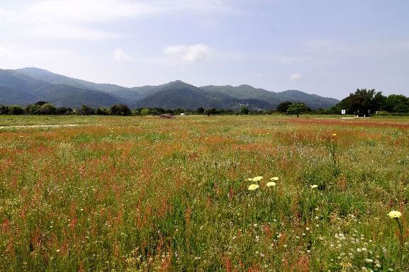 Prairie pâturée dans le périmètre de protection à Laroque-des-Albères. Crédit photo : Gilles Lecuir / ARB IDF