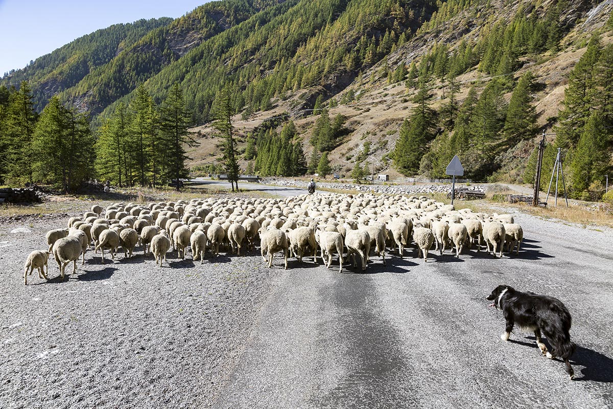 Descente du troupeau de moutons en fin d'été dans le Parc naturel régional du Queyras dans les Alpes françaises. Crédit photo : David Tatin / Biosphoto