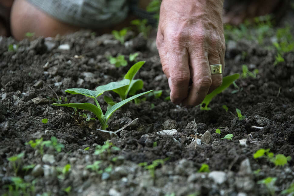 Jardinier Ouvrier Insecticide Et Fongicide Plantes De Jardin