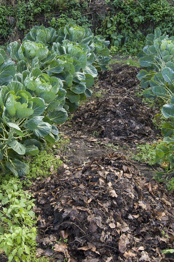 Amendement d'un potager avec terreau de feuilles mortes. Crédit : Alexandre Petzold / Biosphoto 