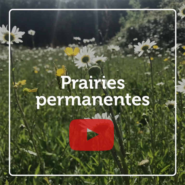 Indicateur vidéo - Prairies permanentes