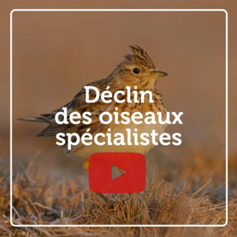 Déclin des oiseaux spécialistes