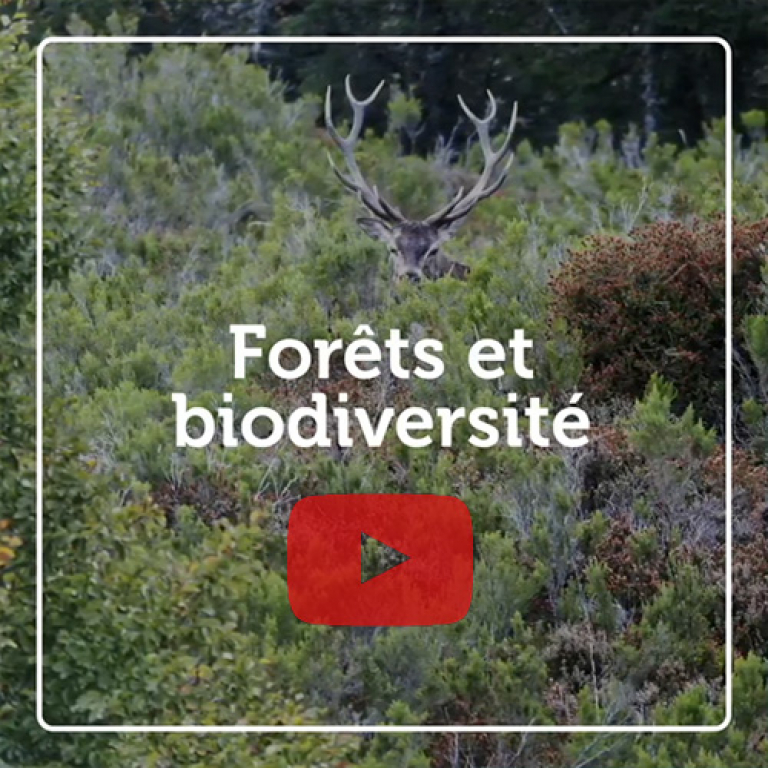 Indicateur vidéo - Forêts et biodiversité