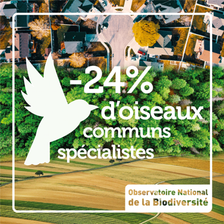 Indicateur moins 24% d'oiseaux communs spécialistes - Olivier Debuf. Crédit photo : Pixabay License
