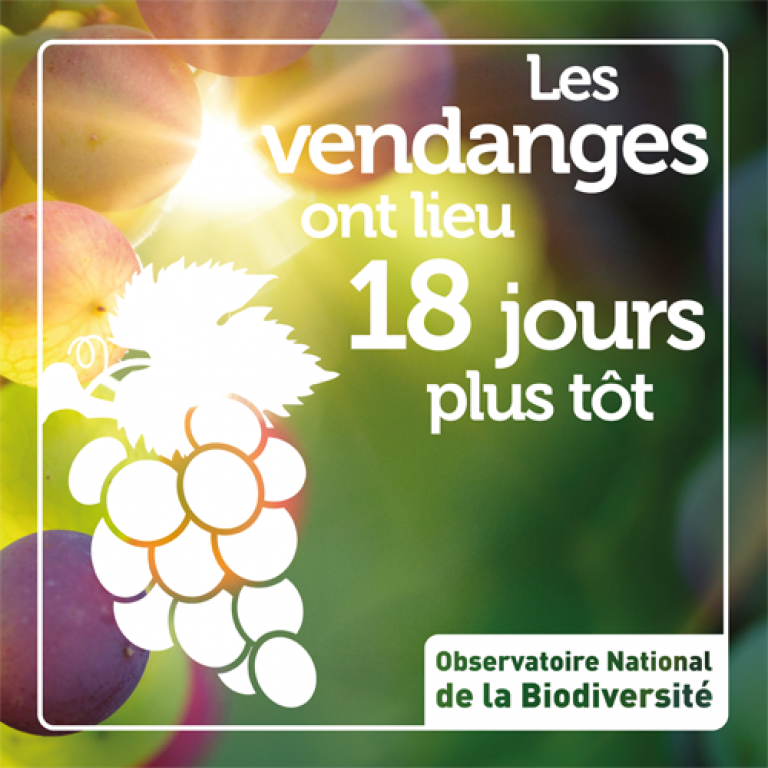 Indicateur Les vendanges ont lieu 18 jours plus tôt - Olivier Debuf. Crédit photo : Pixabay License