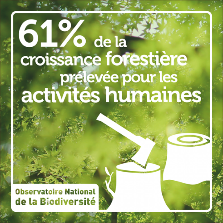 Indicateur 61 % de la croissance des forêts prélevée pour les activités humaines - Olivier Debuf. Crédit photo : Olivier Debuf / Office français de la biodiversité