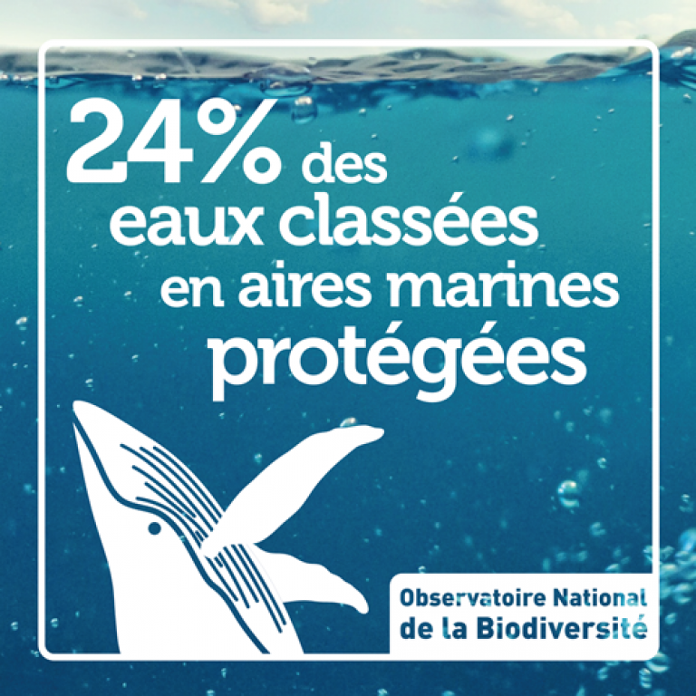 Indicateur 24% des eaux classées en aires marines protégées - Olivier Debuf. Crédit photo : Pixabay License