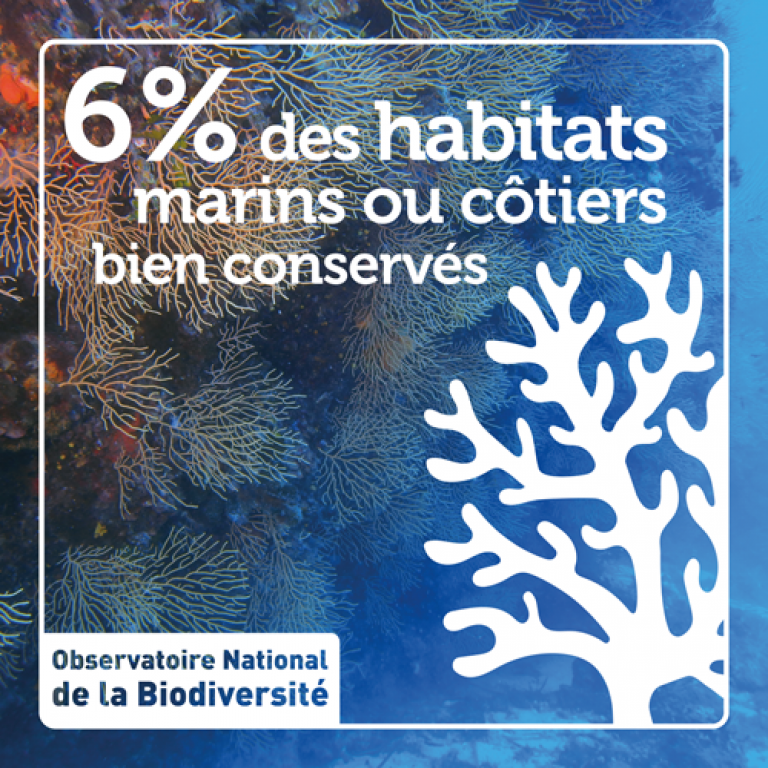 Indicateur 6% des habitats marins ou côtiers bien conservés - Olivier Debuf. Crédit photo : Benjamin Guichard / Office français de la biodiversité