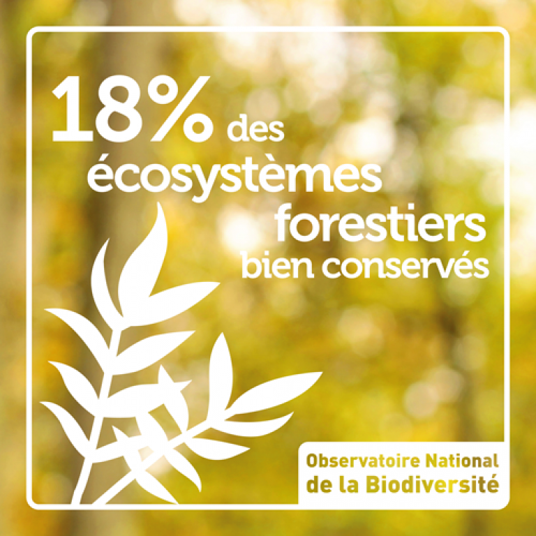 Indicateur 18% des écosystèmes forestiers bien conservés - Olivier Debuf. Crédit photo : Olivier Debuf / Office français de la biodiversité