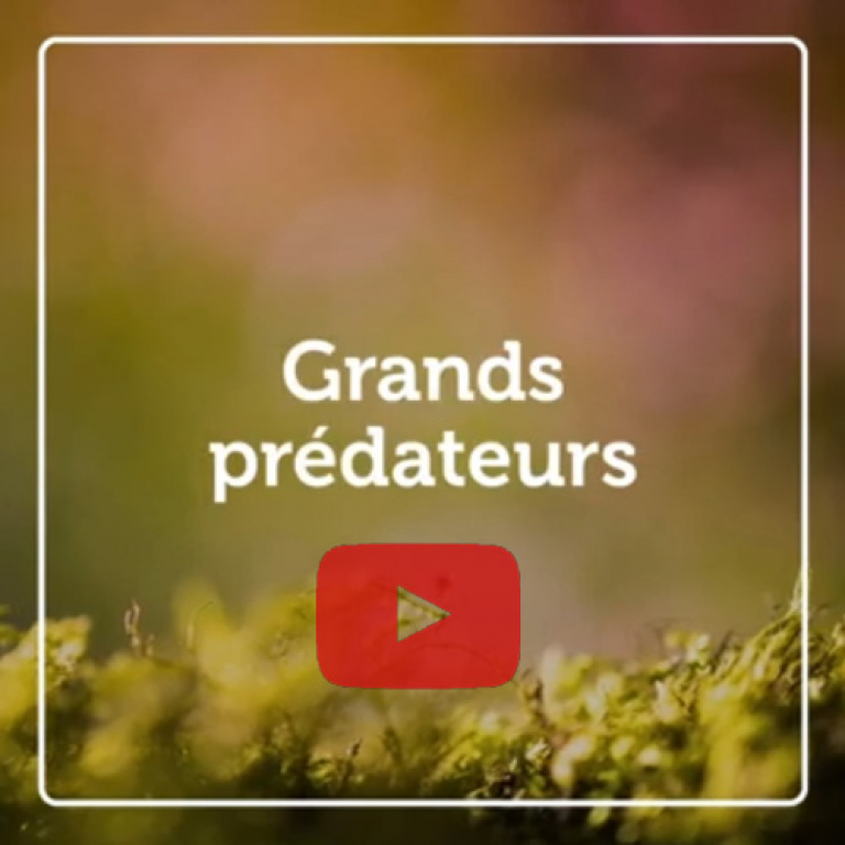 Indicateur vidéo - Grands prédateurs