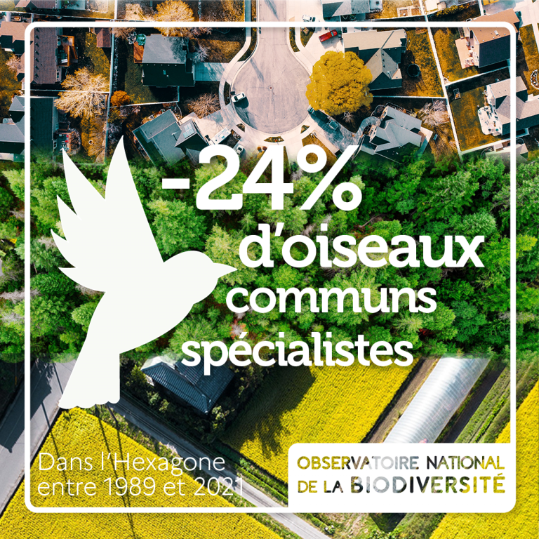 24% d'oiseaux communs spécialistes entre 1989 et 2018