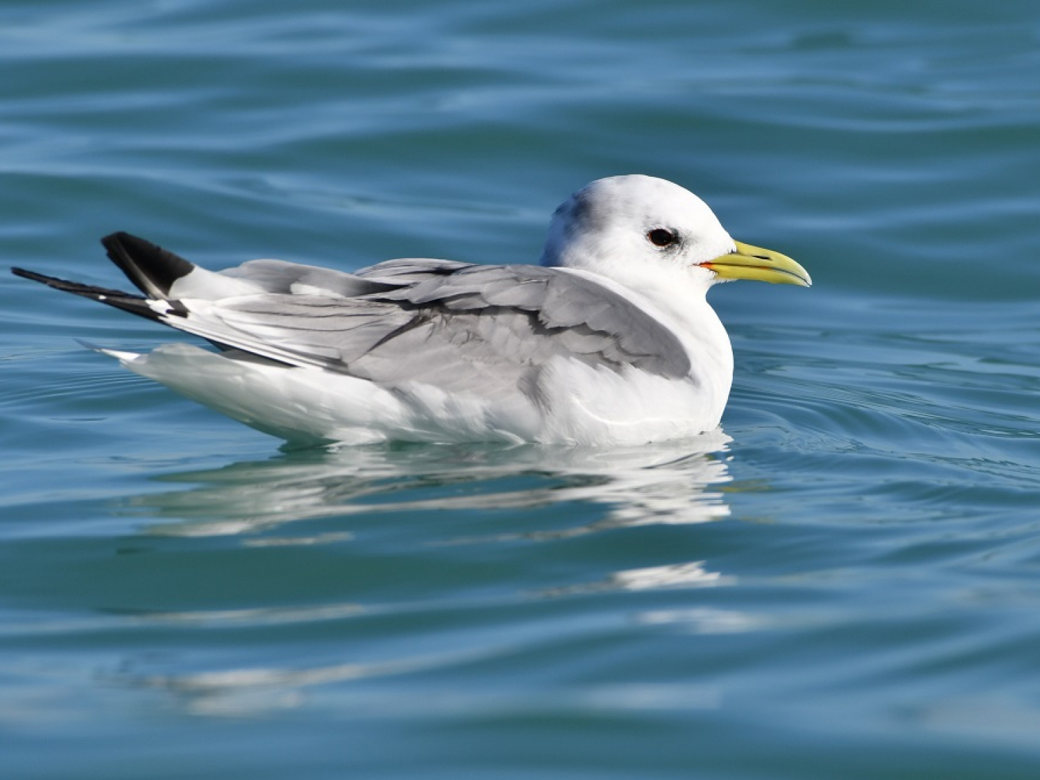 Mouette tridactyle (Rissa tridactyla). Crédit photo : Sylvain Dromzée / OFB