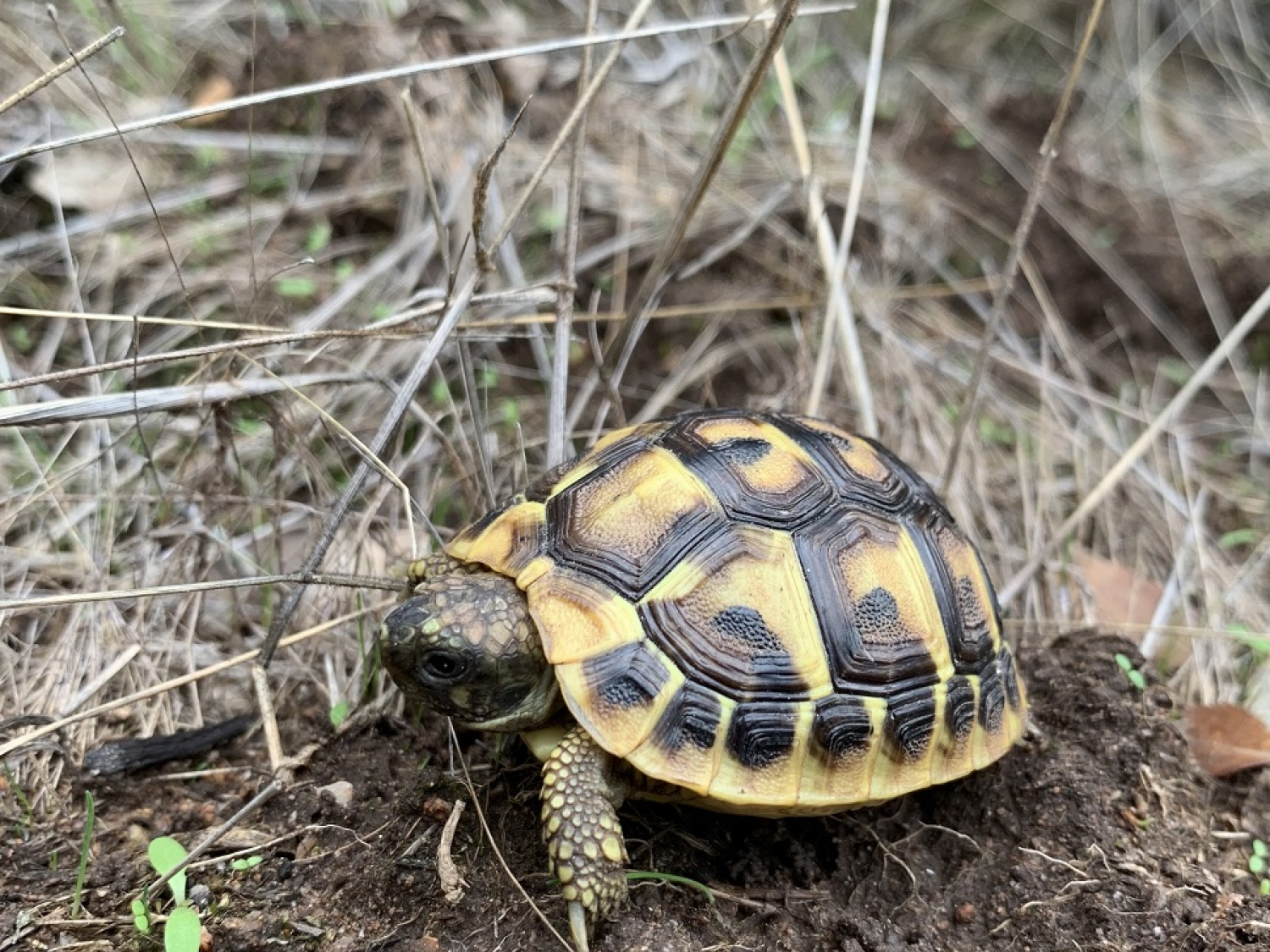 Tortue d'Hermann. Crédits : OFB