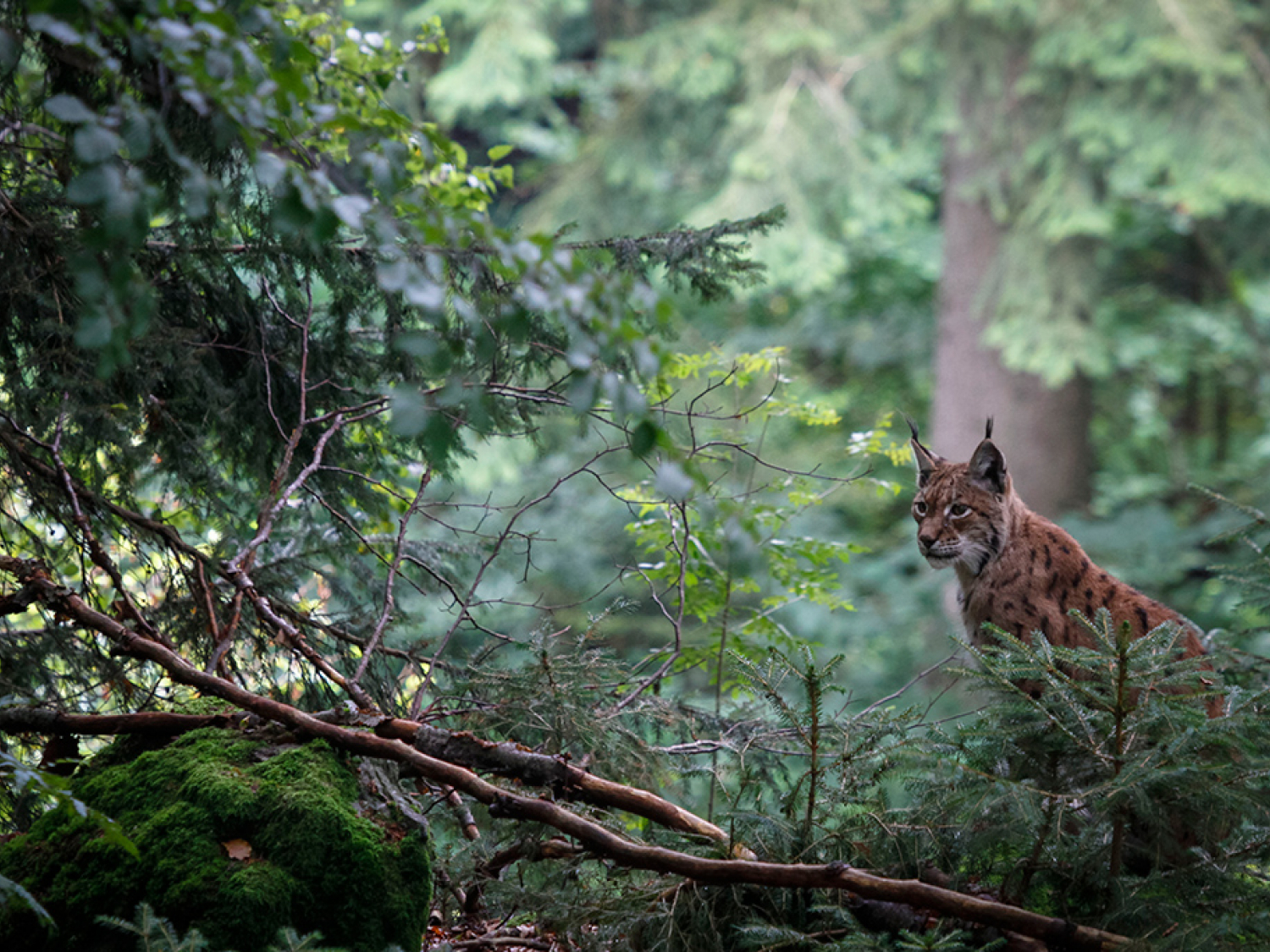 Lynx boréal (Lynx lynx). Crédit photo : Philippe Massit / OFB