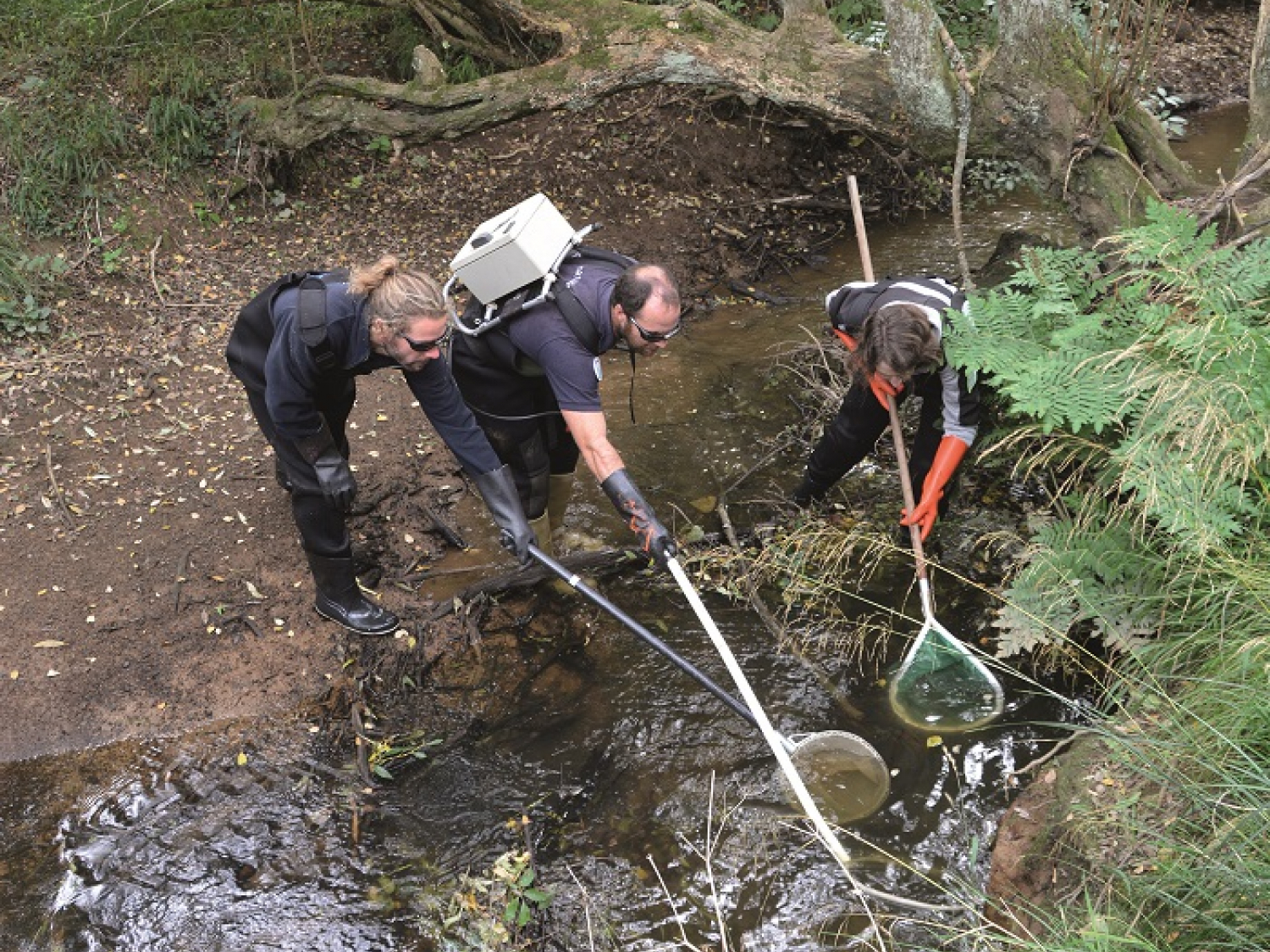 Inventaire de la faune piscicole dans le marais de l'Aber dans l'objectif de réaliser un état des lieux du site. Pour cela, les agents du Parc naturel marin d’Iroise et ceux des Services départementaux de l’Office français de la biodiversité réalisent, conjointement, 3 protocoles dont la "pêche électrique" avec un "martin pêcheur". Crédit photo : Olivier Gallet / Office français de la biodiversité