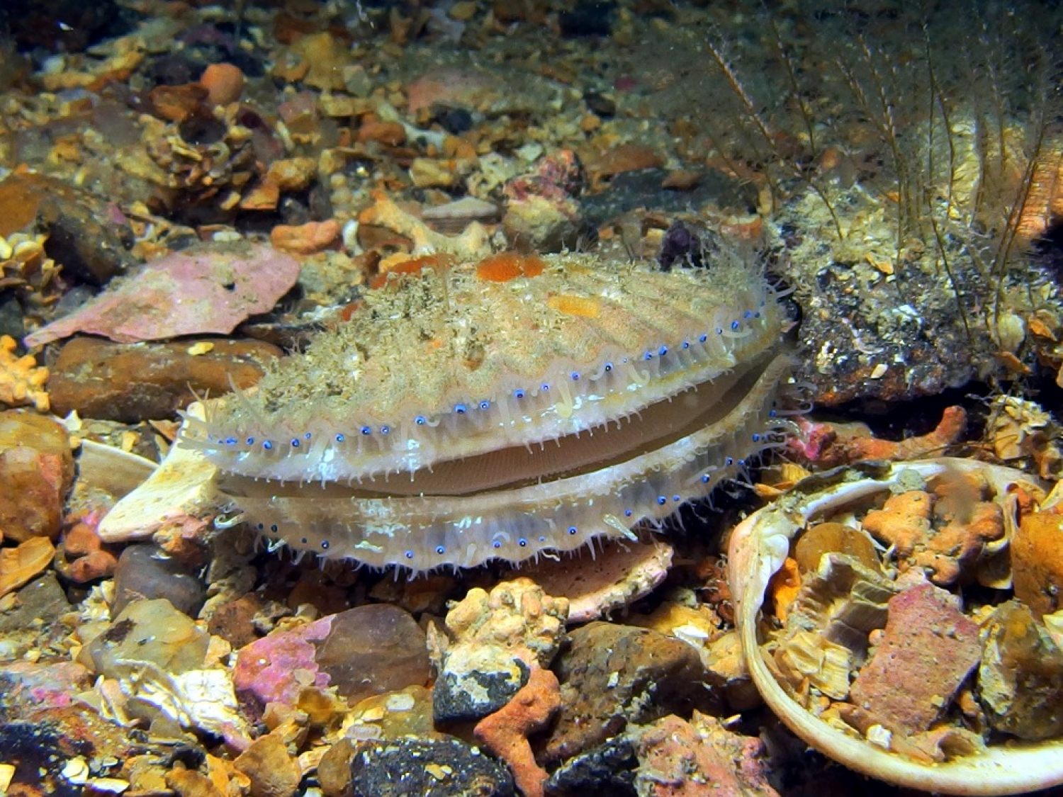 Peigne operculé (Aequipecten opercularis). Crédit photo : Benjamin Guichard / OFB