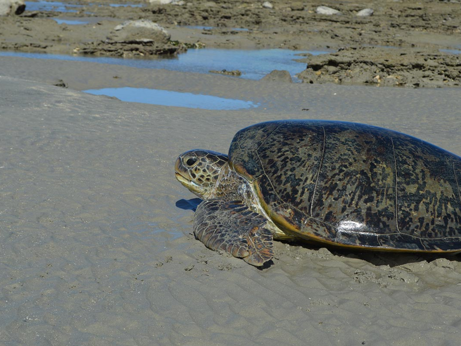 Retour de ponte d'une tortue verte. Crédit photo : Amandine Escarguel / OFB