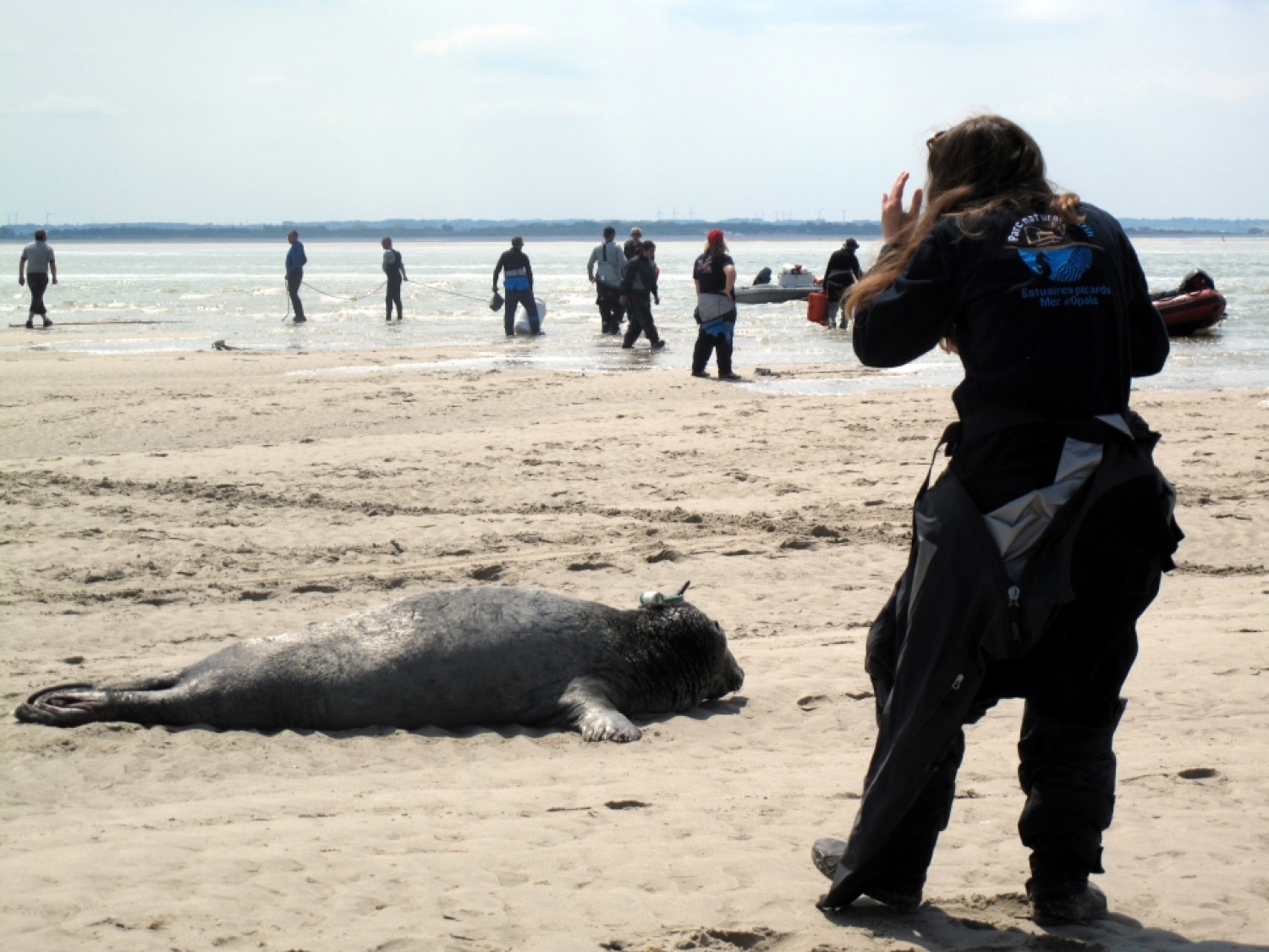 Suivi télémétrique des phoques en baie de Somme. Crédit photo : Sophie Poncet / OFB