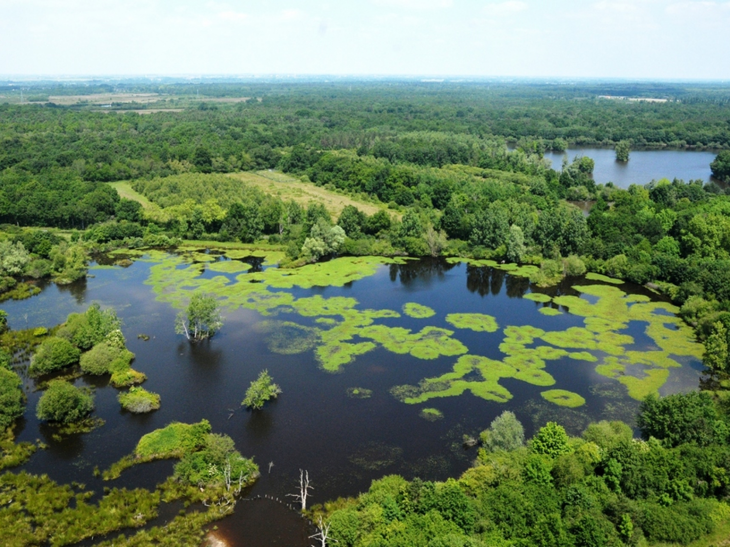 Etang en Sologne. Luc Barbier / Office français de la biodiversité)