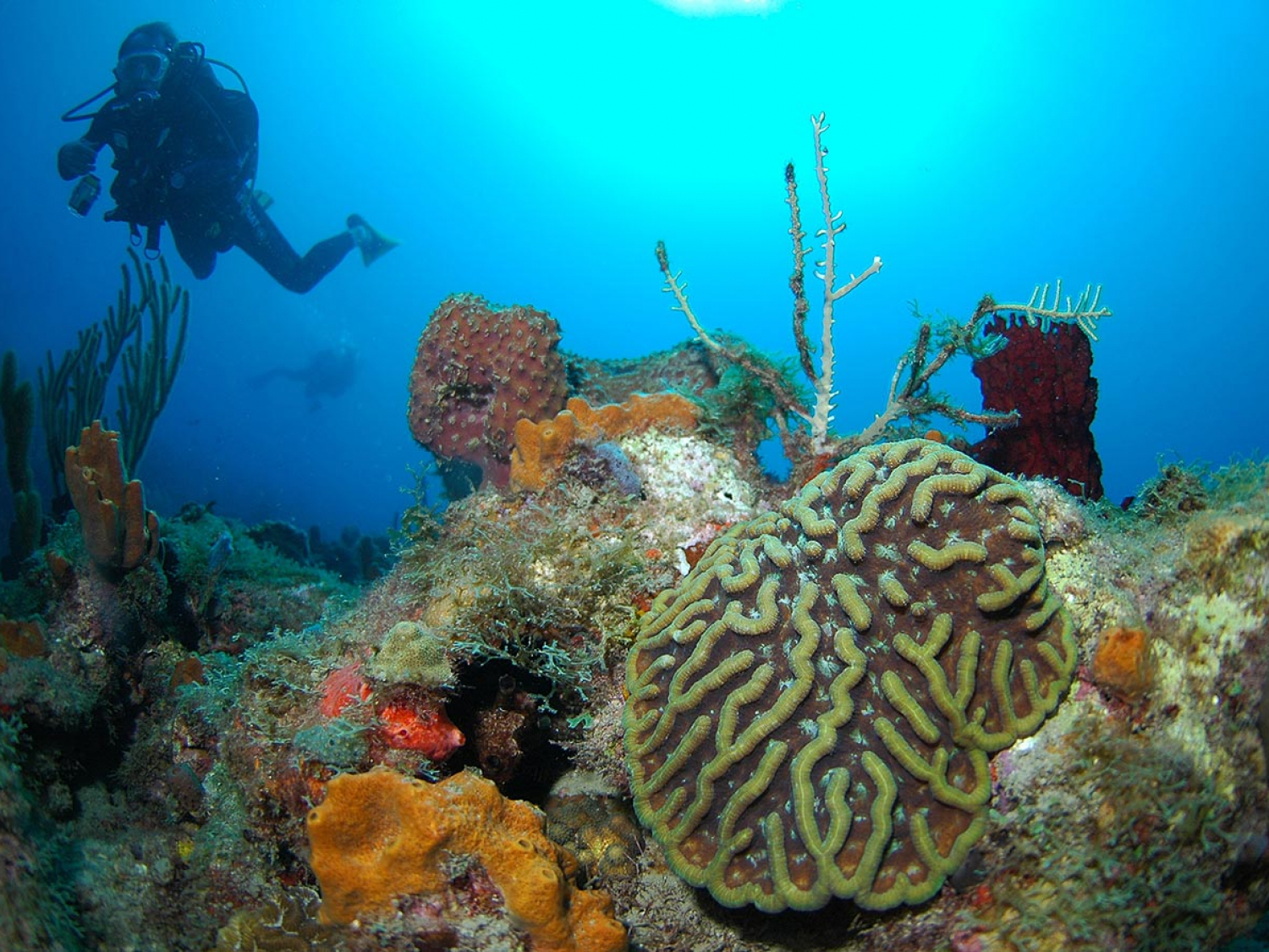 Plongée avec les coraux. Crédit photo : Franck Mazéas