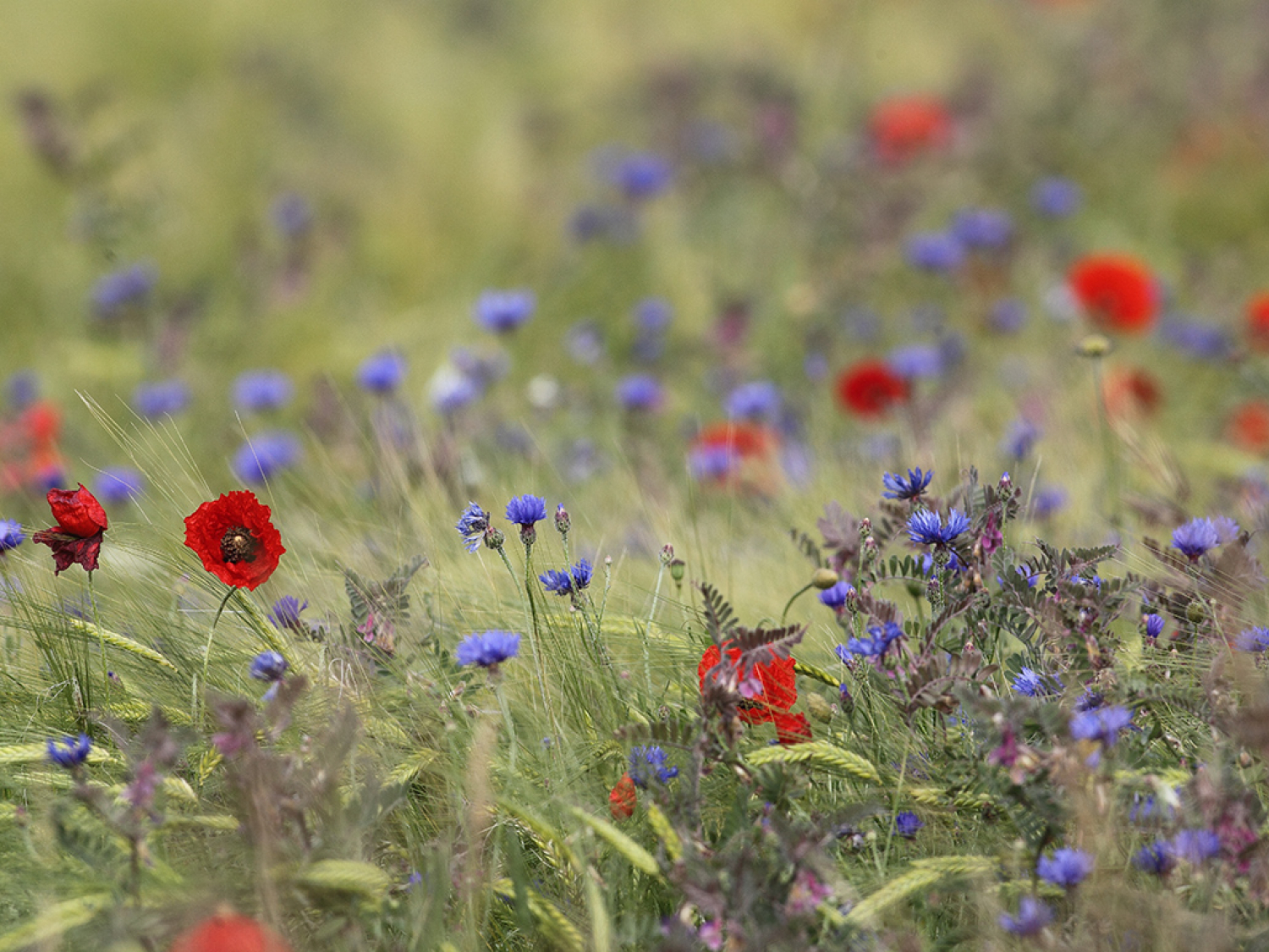 Fleurs messicoles en Aveyron. Crédit photo : Régis Descamps / OFB