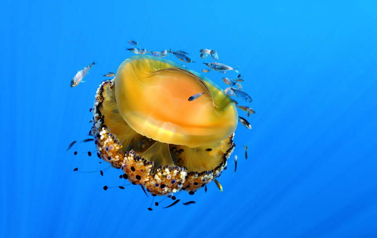 Méduse œuf au plat Cotylorhiza tuberculata. Crédit photo : Frédéric Larrey et Thomas Roger / Regard du Vivant