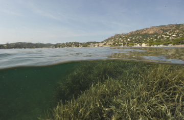 Herbier de posidonies. Crédit : Laurent Ballesta / Office français de la biodiversité