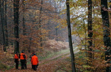 Partie de chasse en forêt. Crédit : Philippe Massit / OFB