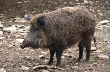 Sanglier en Occitanie. Crédits : Benjamin Guichard / Office français de la biodiversité