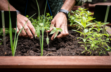 Culture de légumes ou d’aromatiques dans un potager. Crédit : Manuel Bouquet / TERRA